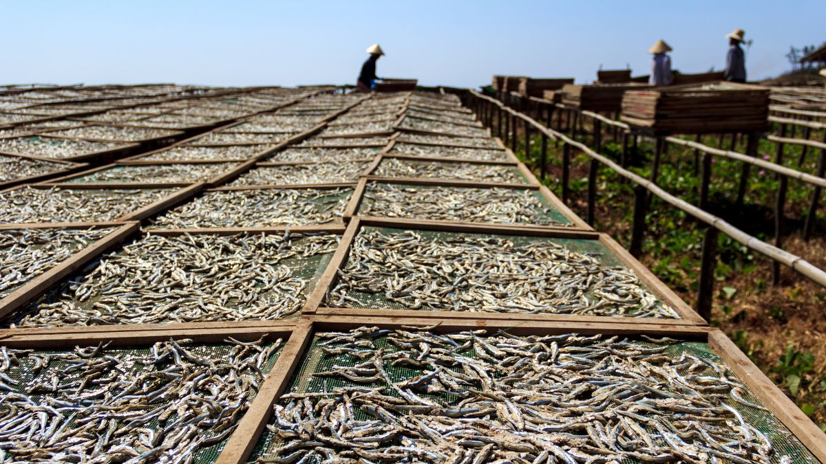 Vietnamese Dried Seafood — Anchovies, Squid, Shrimp for B2B Export